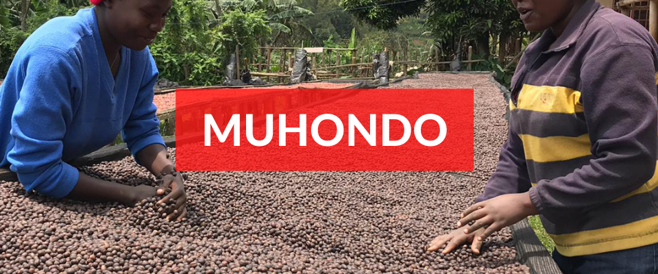 Muhondo