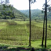 Podróże z kawą: Rwanda