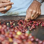 Podróże z kawą: RWANDA [aktualizacja]