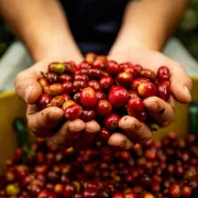 Kawa Liberica lub Coffea Liberica. Trzeci najpopularniejszy gatunek kawy obok Arabiki i Robusty