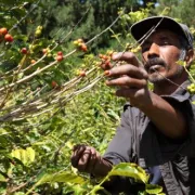 Fair Trade - co to właściwie jest?