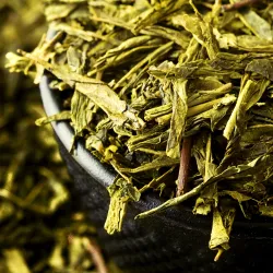 Sencha 100
