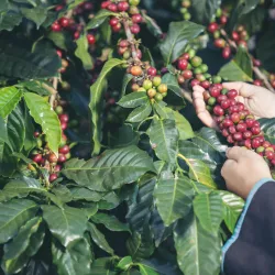PIJALNY PRODUKT UBOCZNY CASCARA