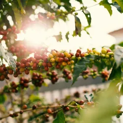Niezwykle Rzadkie Odmiany Kawy: Tajemnice Gesha, Eugenioides, Pink Bourbon i Innych Skarbów Świata Kawowego