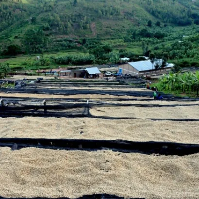 Rwanda Humure Red Bourbon Natural 250 - zdjęcie 2