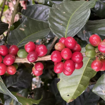 Honduras Finca El Puente Natural Catuai 250 do przelewowy / drip / Chemex - miniatura 1