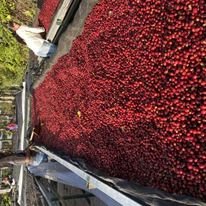 Honduras Finca El Puente Natural Catuai 1000 - miniatura 2