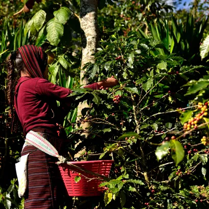 Guatemala Huehuetenango La Maravilla Washed 250 do french press / Aeropress - zdjęcie 3