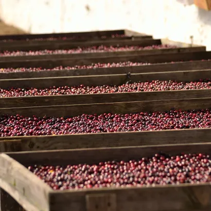 Guatemala Huehuetenango La Maravilla Washed 250 do kawiarka (moka) - zdjęcie 2