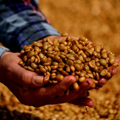 Guatemala Huehuetenango La Maravilla Washed 1000 - zdjęcie 2
