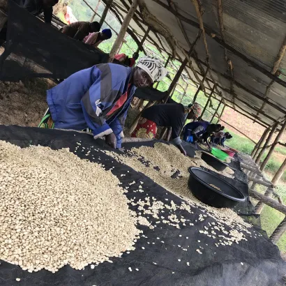 Rwanda Nyabarongo Washed waga 1000 - zdjęcie 2