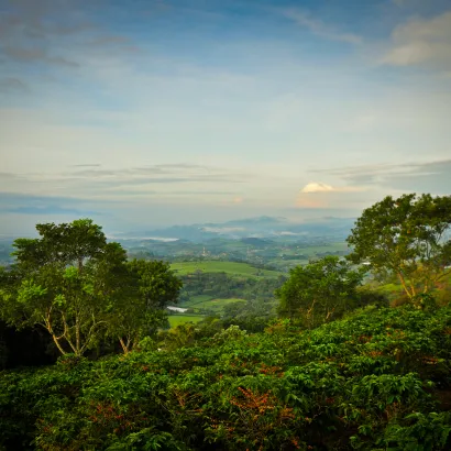 Costa Rica Hacienda Sonora Natural 200 - zdjęcie 2