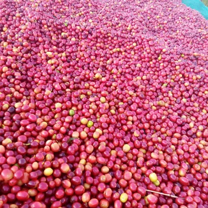 Ethiopia Guji Kercha Natural 1000 - zdjęcie 3
