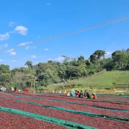 Ethiopia Guji Kercha Natural 250 do drip/chemex/przelewowy - zdjęcie 2