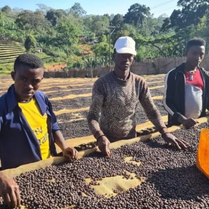 Ethiopia Guji Kercha Natural 250 do drip/chemex/przelewowy - zdjęcie 4