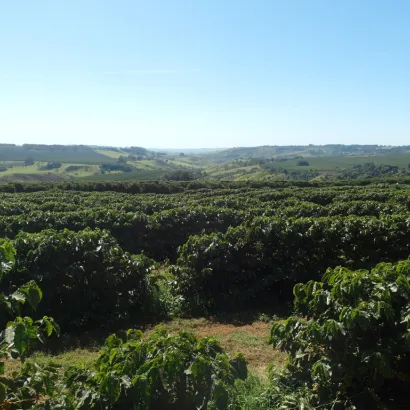 Brazil Cerrado Natural kawa ziarnista 250 g - zdjęcie 4