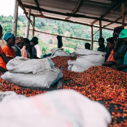 PIXEL Rwanda Nyamasheke Kilimbi Honey kawa ziarnista 250 - zdjęcie 3