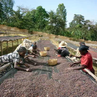 Ethiopia Sidamo Dimtu Heirloom Natural 250 - zdjęcie 3