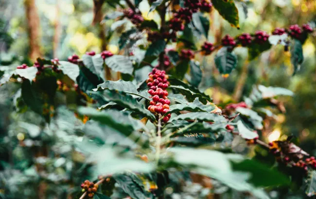 Odmiana kawy: TYPICA