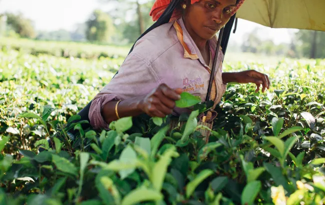 Herbata w Indiach. Historia i rodzaje herbat z Assam, Dardżylingu, Nilgiri i innych regionów