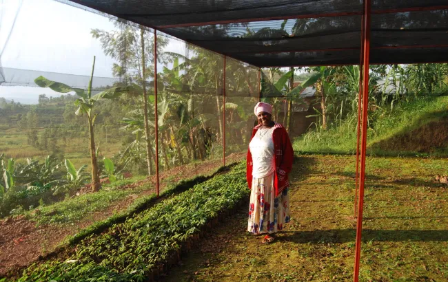 Skąd pochodzą nasze kawy? Rwanda Abakundakawa