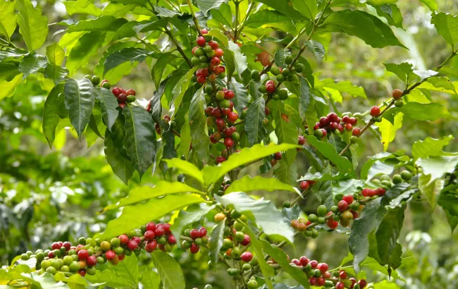 Timor Wschodni - wyspiarski raj kawowy