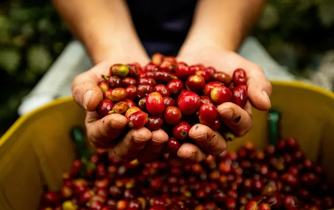 Kawa Liberica lub Coffea Liberica. Trzeci najpopularniejszy gatunek kawy obok Arabiki i Robusty