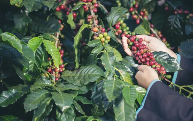 Gatunki kawy: Arabica i Robusta - różnorodność smaków kawowych
