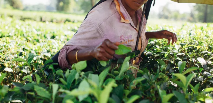 Herbata w Indiach. Historia i rodzaje herbat z Assam, Dardżylingu, Nilgiri i innych regionów