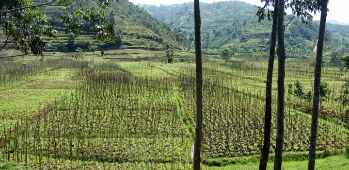 Podróże z kawą: Rwanda