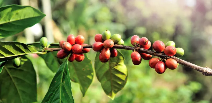 Coffea stenophylla, kawa z Sierra Leone. Roślina, która może uratować przemysł kawowy