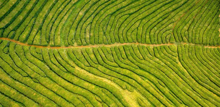 Odkryj tajemnice herbaty Darjeeling - najlepsze indyjskie herbaty na świecie