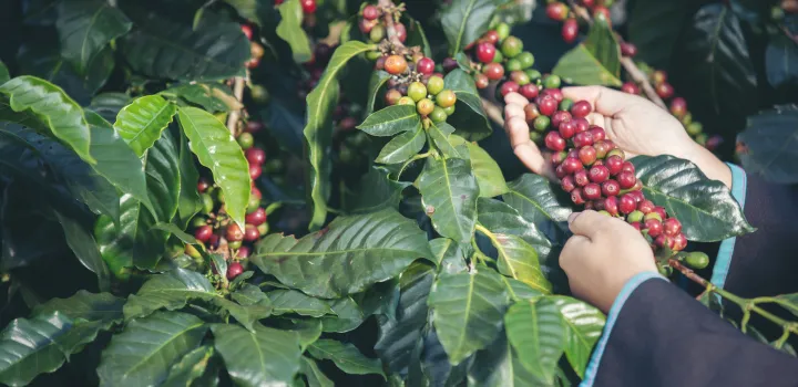 Gatunki kawy: Arabica i Robusta - różnorodność smaków kawowych